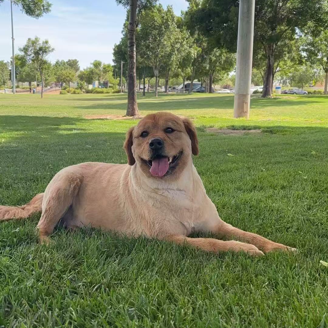 Dov, a Adoptable Golden Retriever in Van Nuys, CA image 4/5