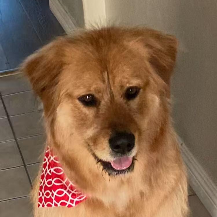 Dov, a Adoptable Golden Retriever in Van Nuys, CA image 2/5