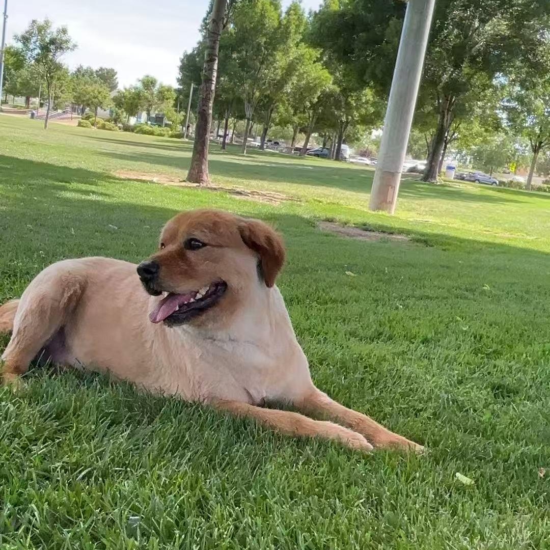 Dov, a Adoptable Golden Retriever in Van Nuys, CA image 5/5