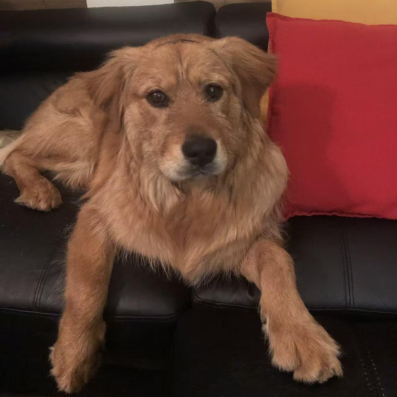 Dov, a Adoptable Golden Retriever in Van Nuys, CA image 1/5