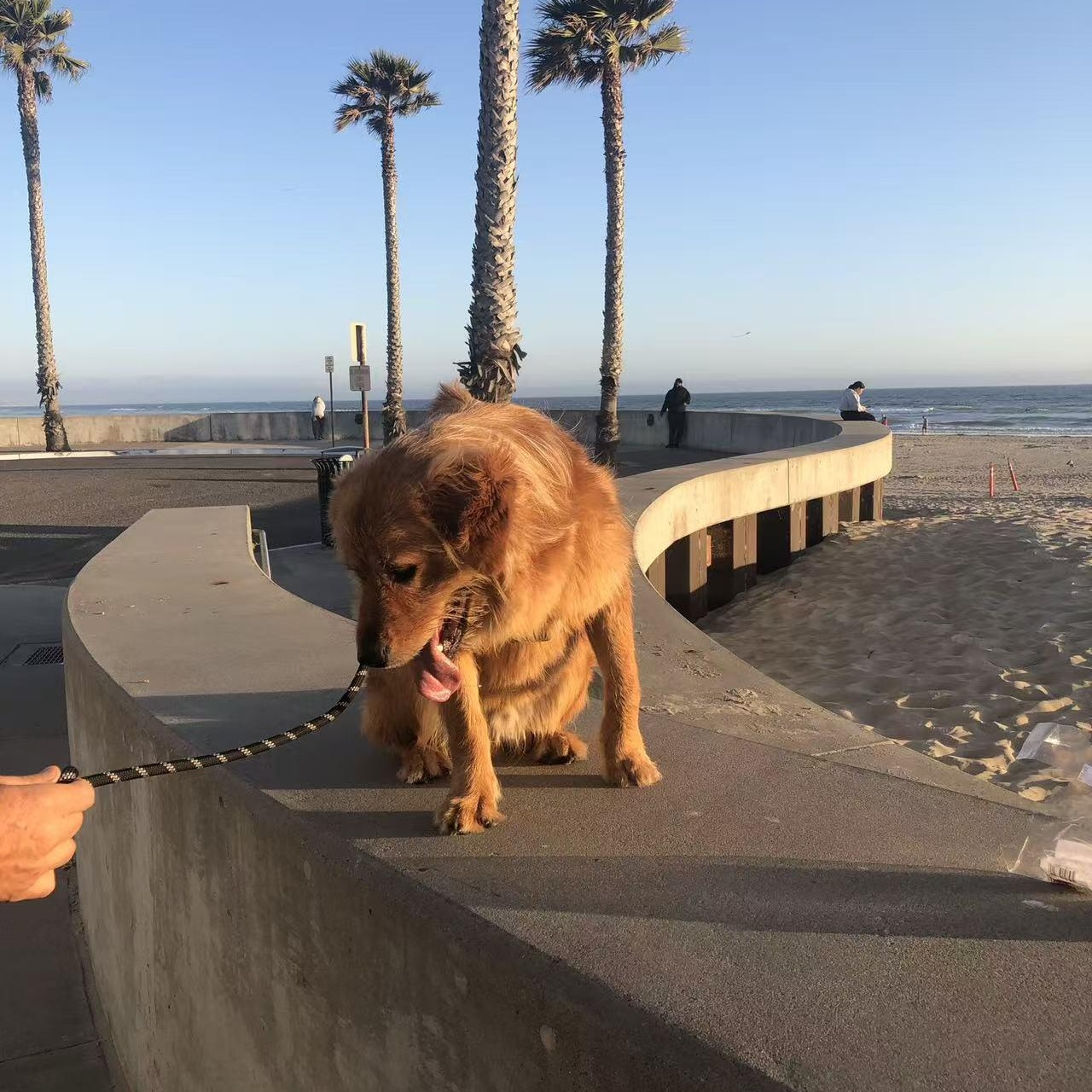 Dov, a Adoptable Golden Retriever in Van Nuys, CA image 3/5