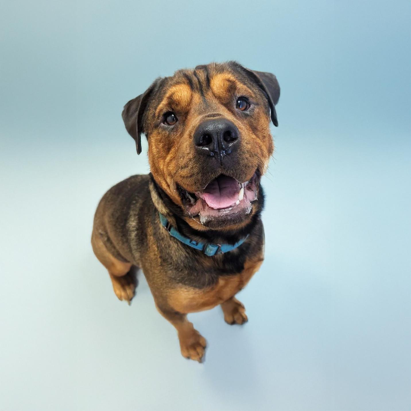 Enlarge Eddy, a Adoptable mixed breed in Scottsdale, AZ image 5/5