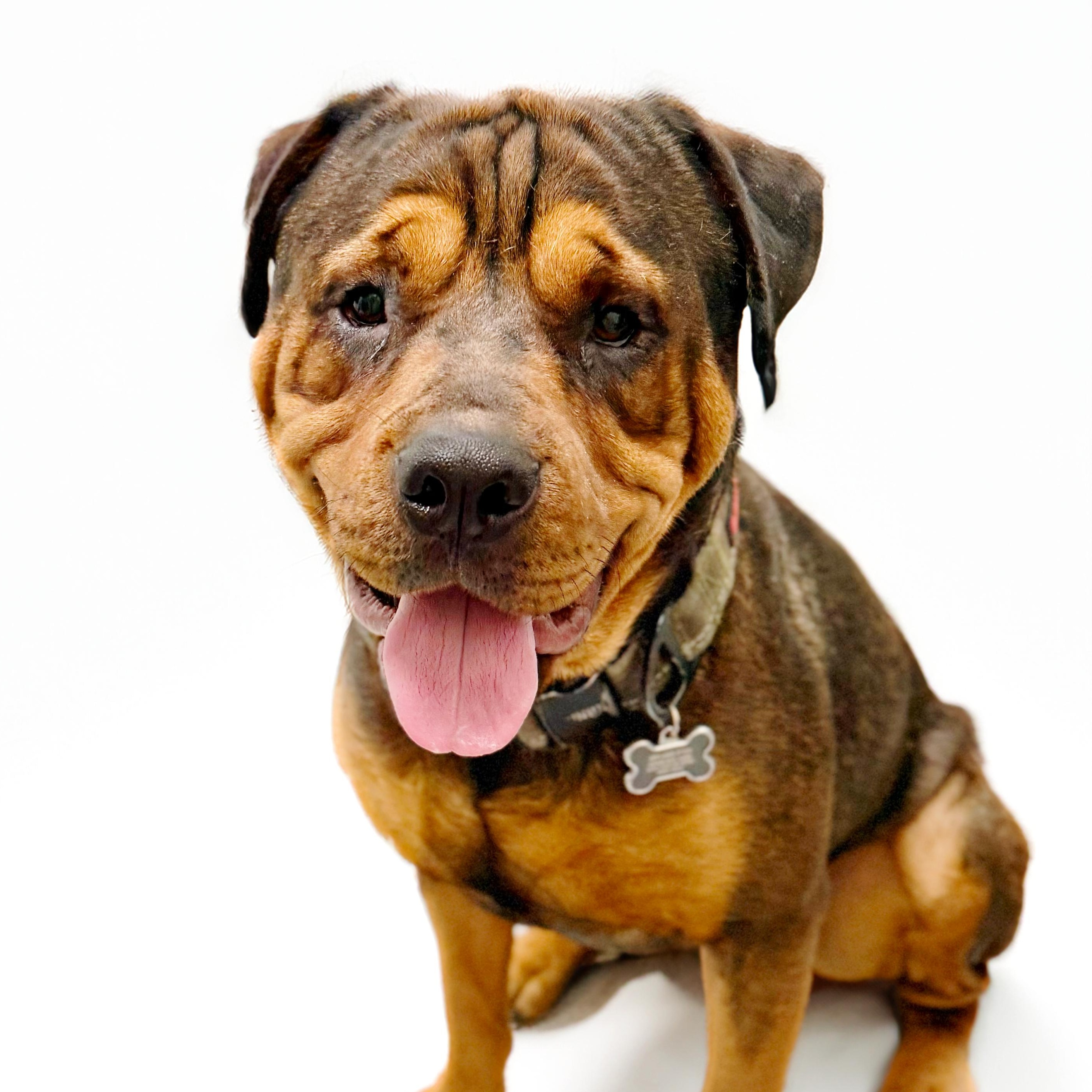 Eddy, Adoptable, Young Male Rottweiler.