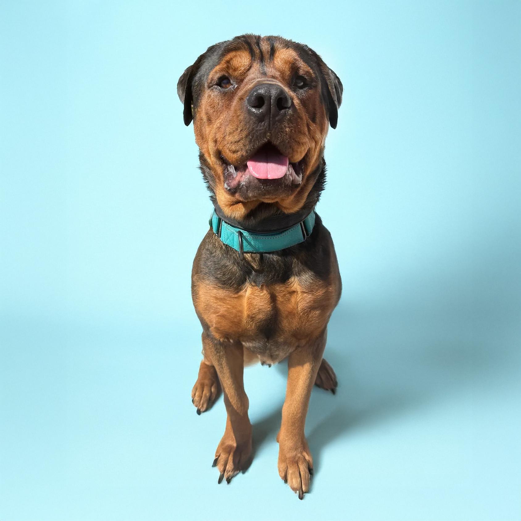 Enlarge Eddy, a Adoptable mixed breed in Scottsdale, AZ image 2/5