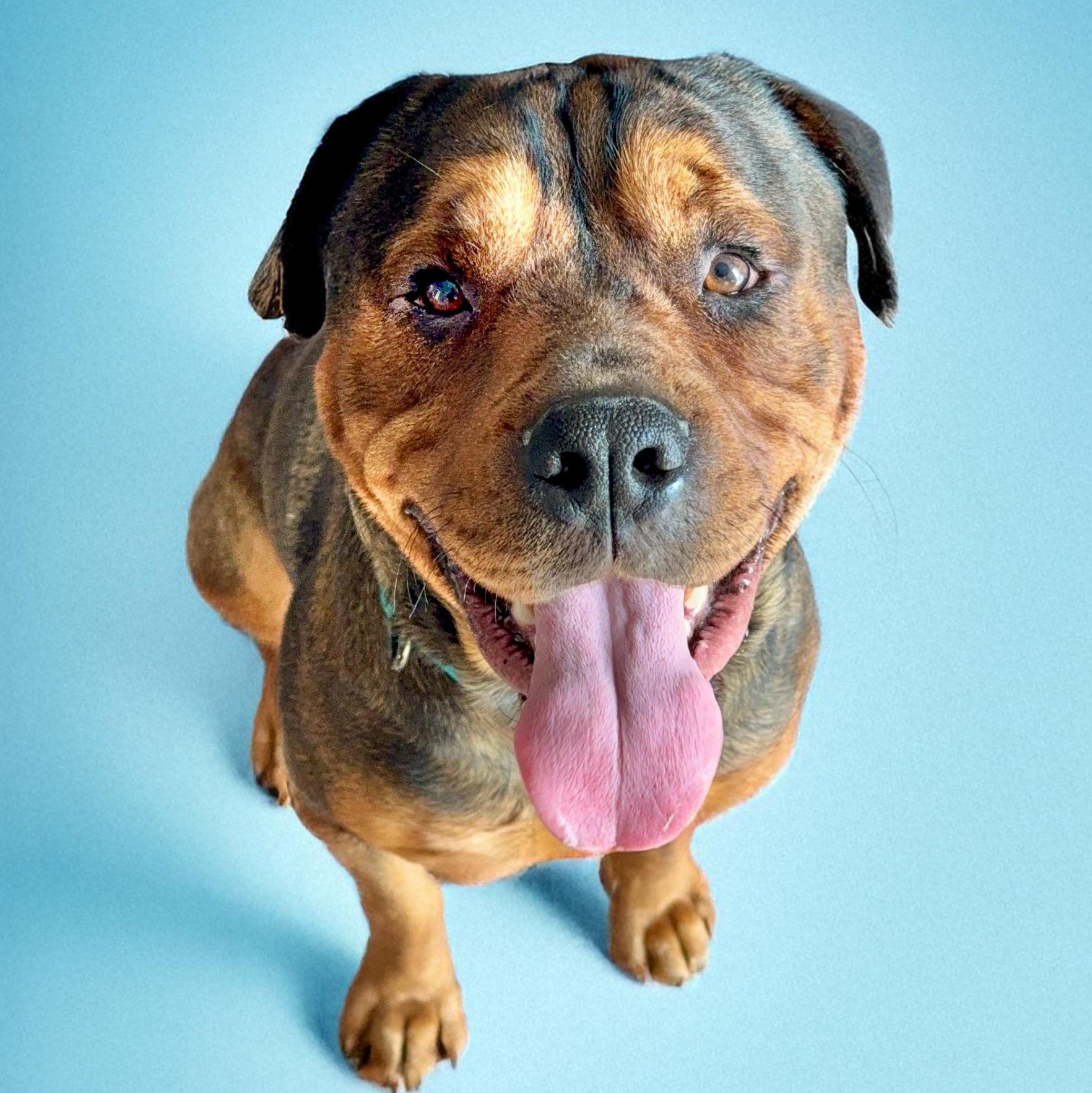 Enlarge Eddy, a Adoptable mixed breed in Scottsdale, AZ image 1/5