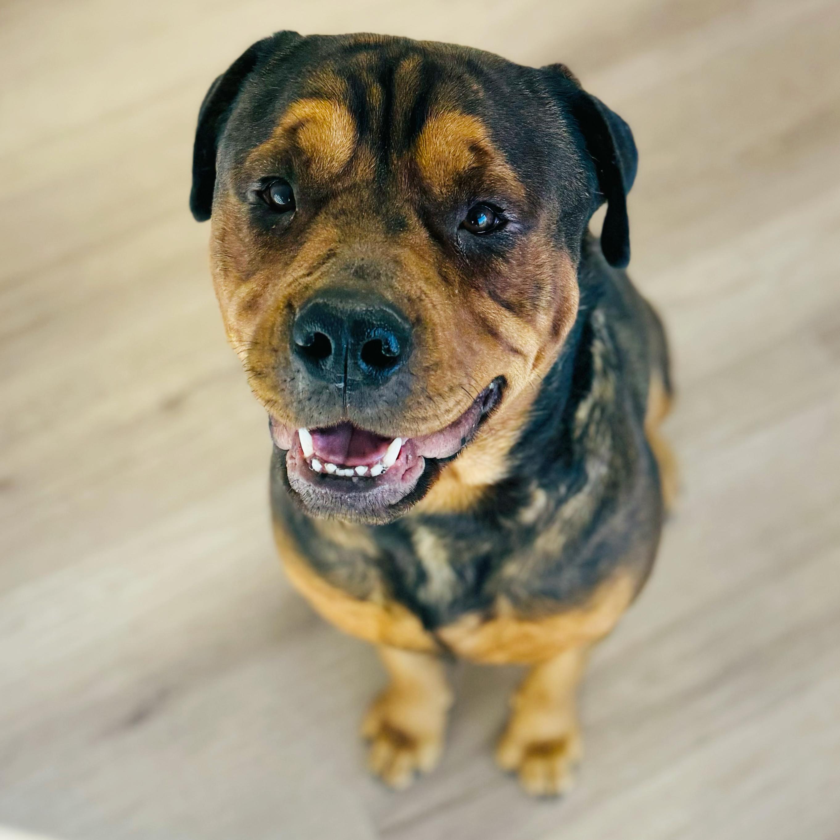 Enlarge Eddy, a Adoptable mixed breed in Scottsdale, AZ image 4/5