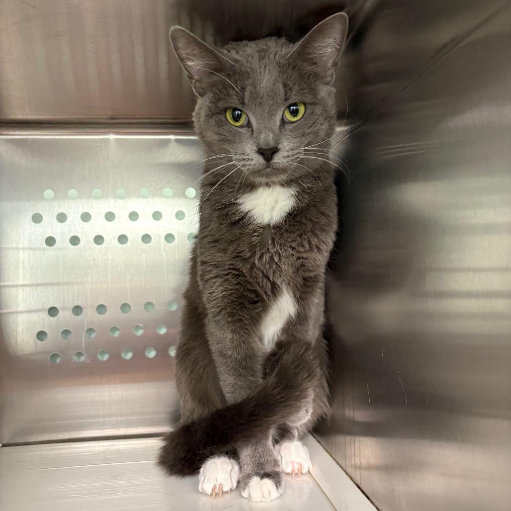 Enlarge Olive, a Adoptable Domestic Short Hair in Saskatoon, SK image 1/2