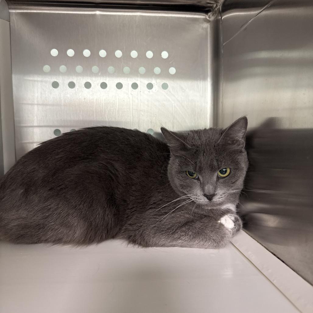 Enlarge Olive, a Adoptable Domestic Short Hair in Saskatoon, SK image 2/2