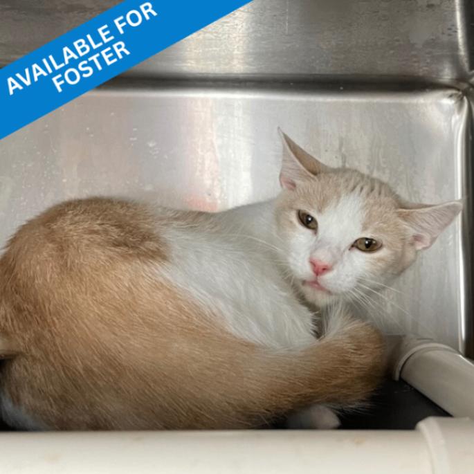 Eve, Adoptable, Young Female Domestic Short Hair.