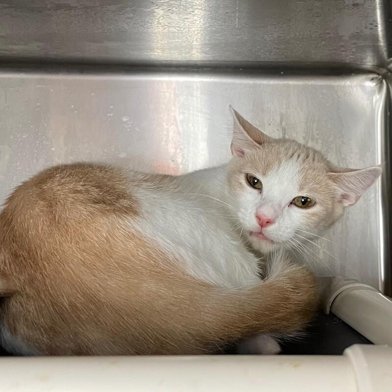 Eve, a Adoptable Domestic Short Hair in Roanoke, VA image 2/2