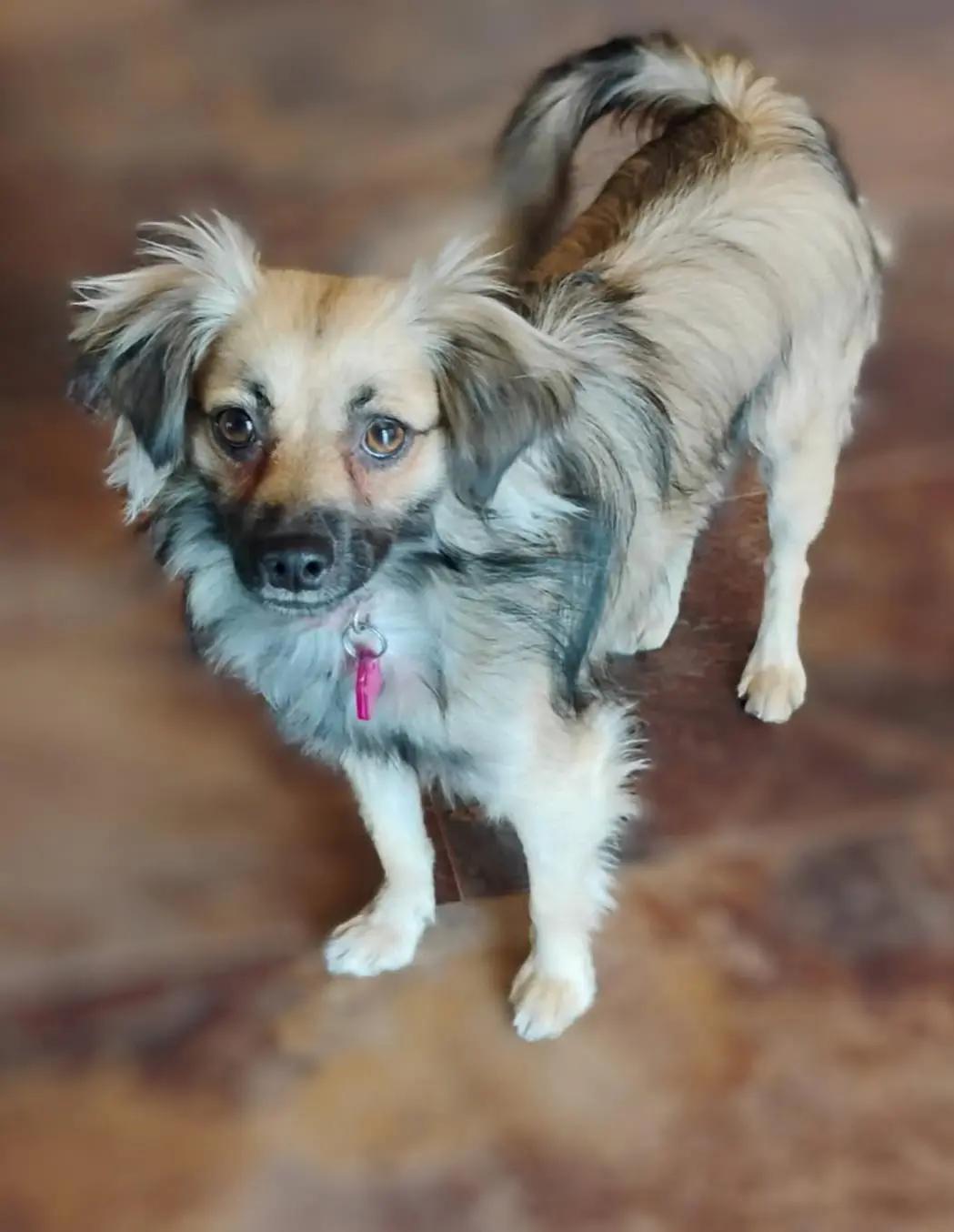 Enlarge Keisha, a Adopted mixed breed in Wichita, KS image 1/2