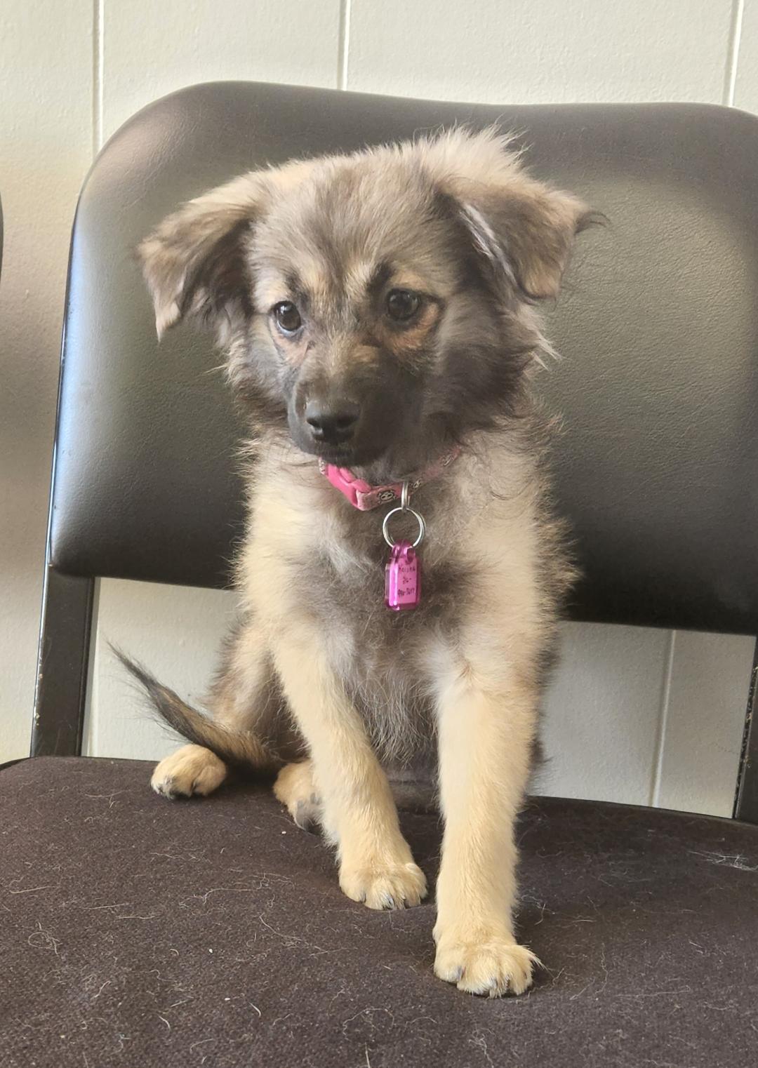 Enlarge Keisha, a Adopted mixed breed in Wichita, KS image 2/2