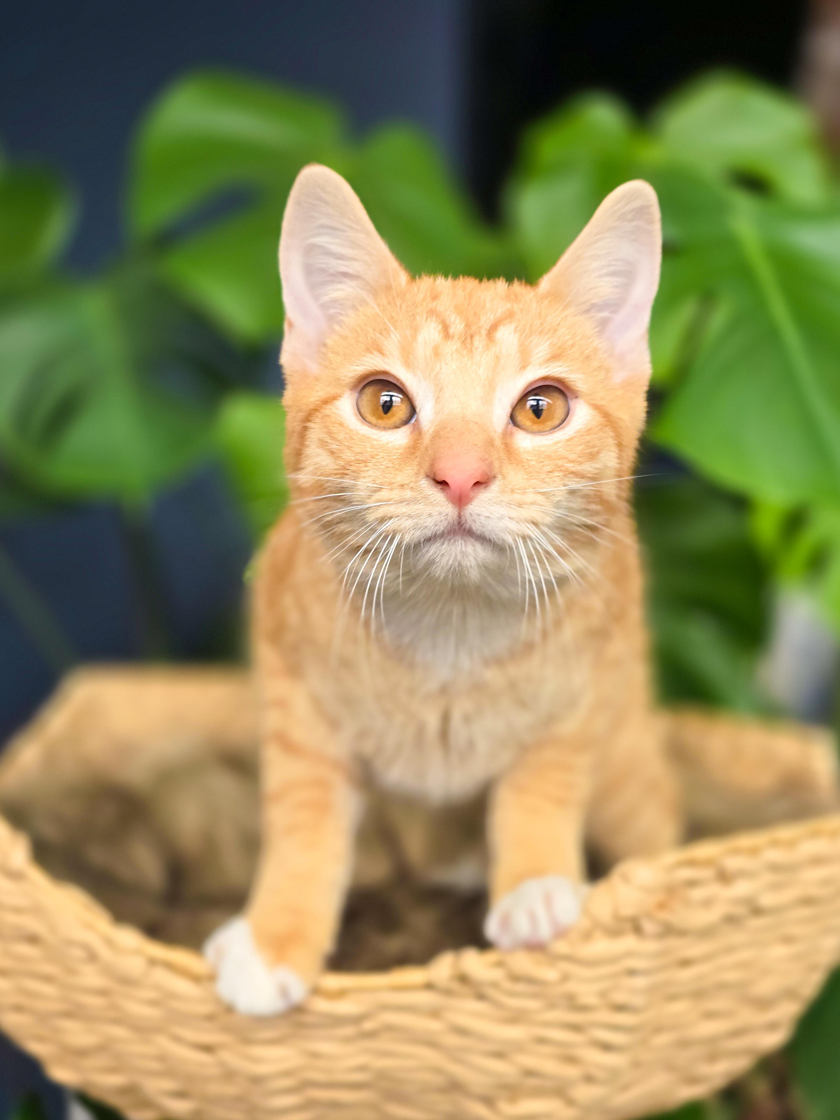 Toddy, ADOPTABLE, Kitten Male Domestic Short Hair.