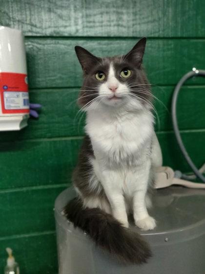 Prince — thumbnail 2