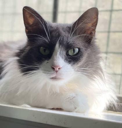 Prince — thumbnail 3