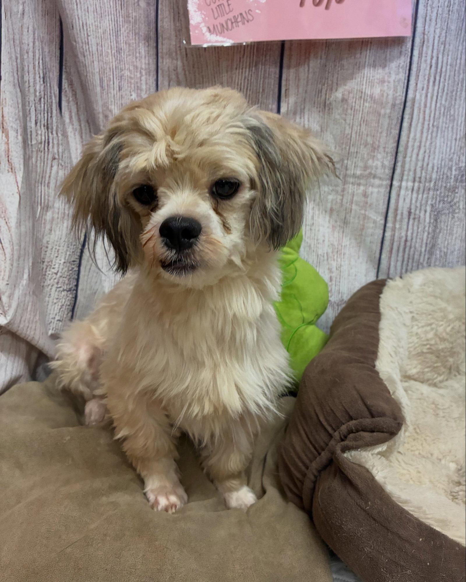 Enlarge Toto, a Adoptable Shih Tzu in Raleigh, NC image 1/3
