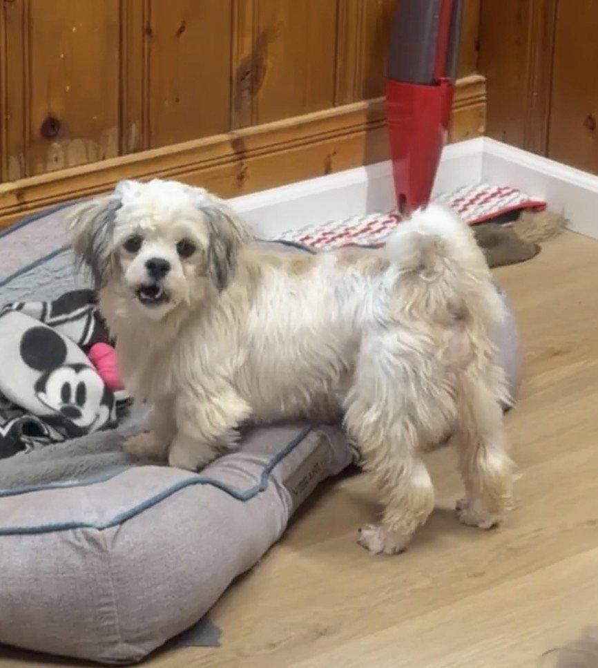 Enlarge Toto, a Adoptable Shih Tzu in Raleigh, NC image 2/3