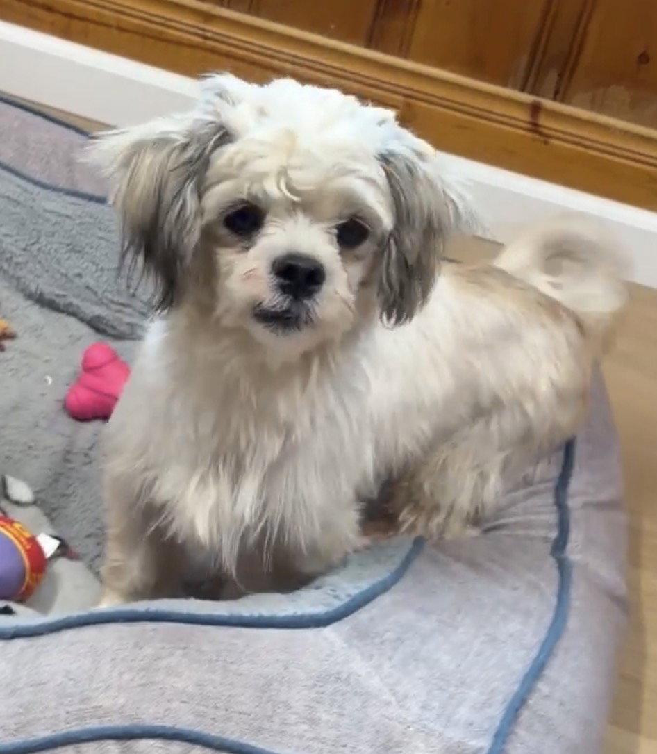 Enlarge Toto, a Adoptable Shih Tzu in Raleigh, NC image 3/3