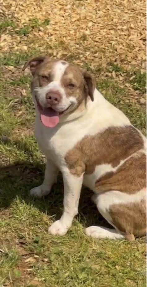 Enlarge Luna Bella, a ADOPTABLE mixed breed in Cumming, GA image 2/2