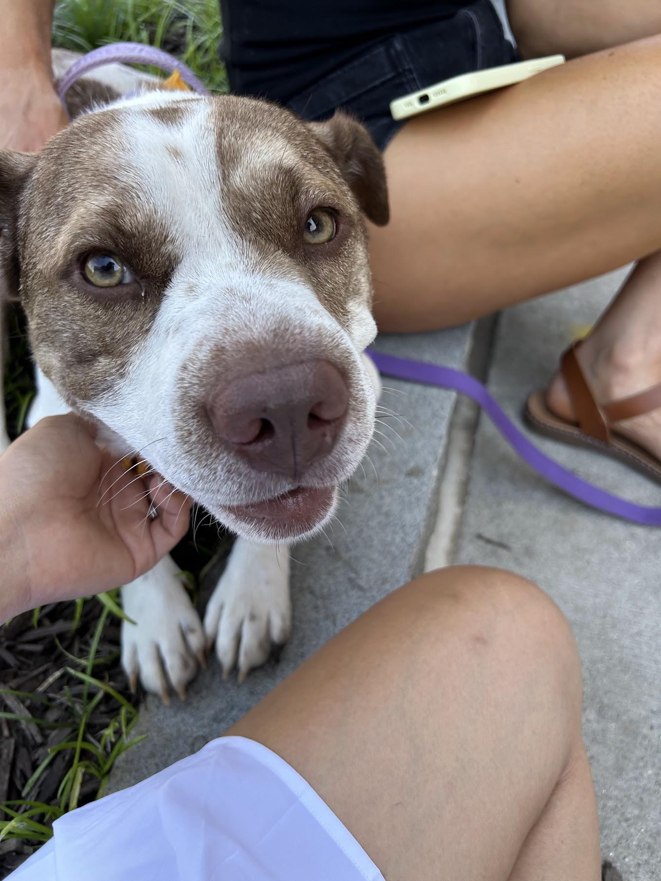 Enlarge Luna Bella, a ADOPTABLE mixed breed in Cumming, GA image 6/6