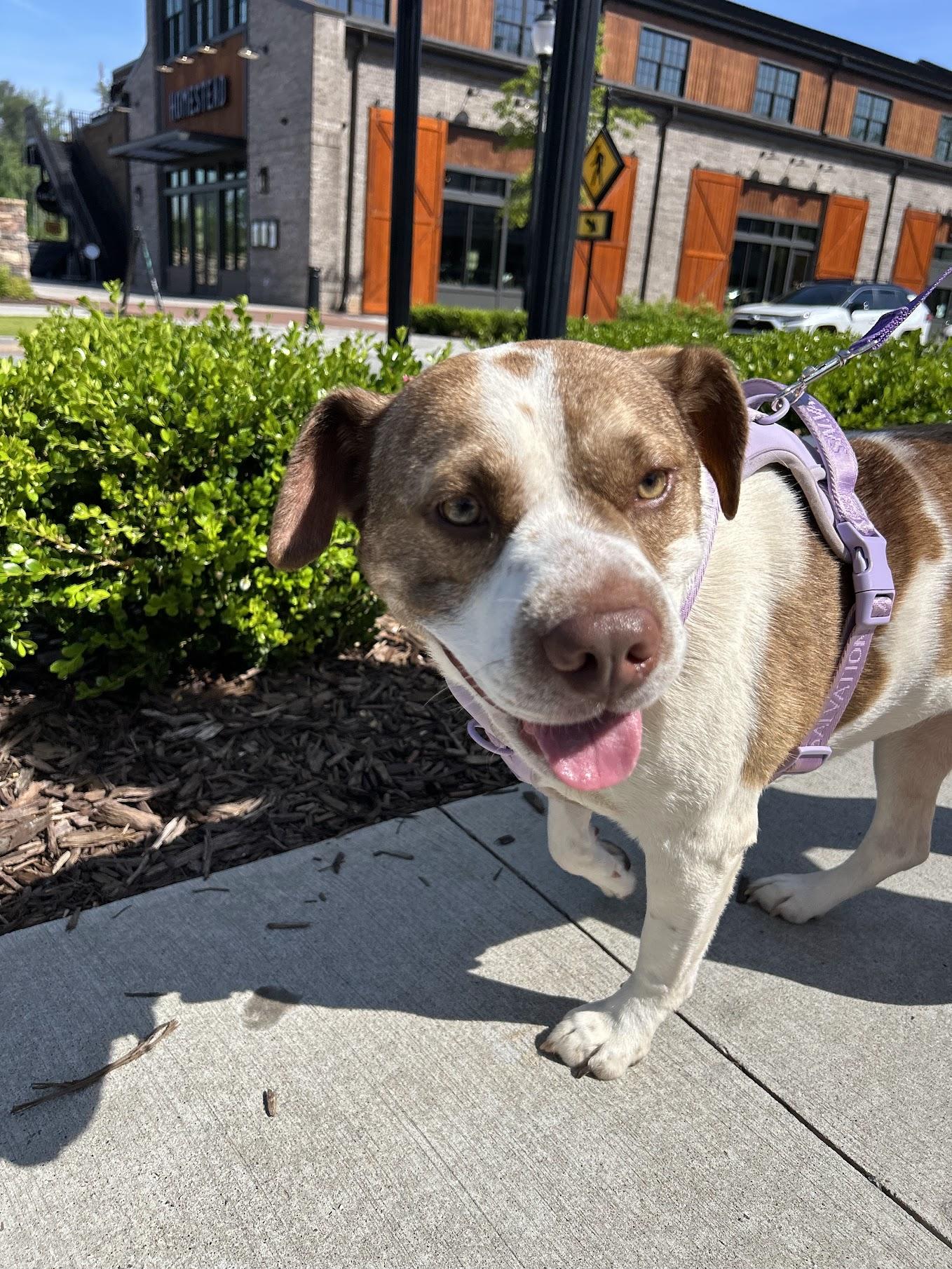Enlarge Luna Bella, a ADOPTABLE mixed breed in Cumming, GA image 5/6