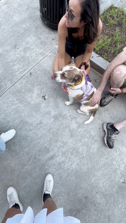 Enlarge Luna Bella, a ADOPTABLE mixed breed in Cumming, GA video 4/6