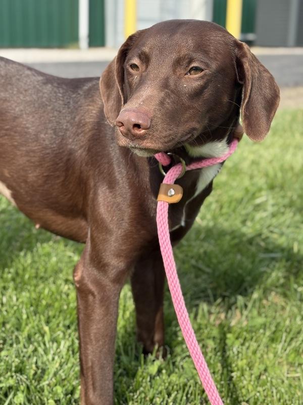 Enlarge Sweet Pea, a Adoptable mixed breed in Lancaster, OH image 1/1