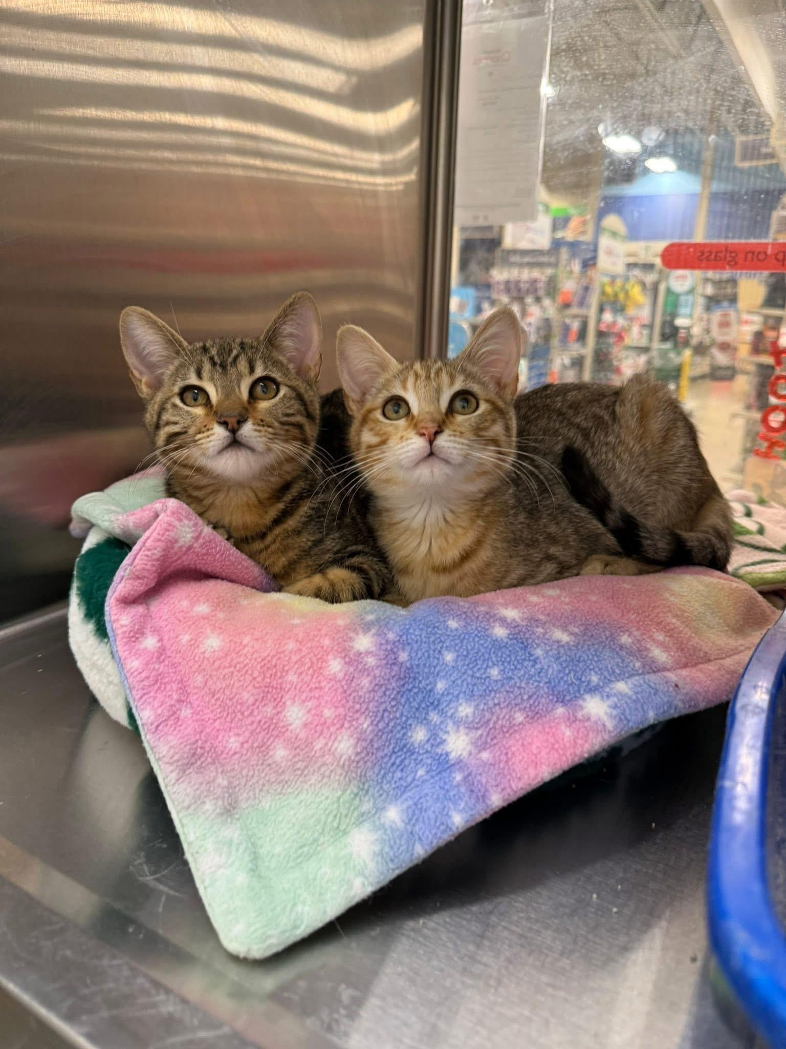 Clove, ADOPTABLE, Kitten Female Domestic Short Hair.