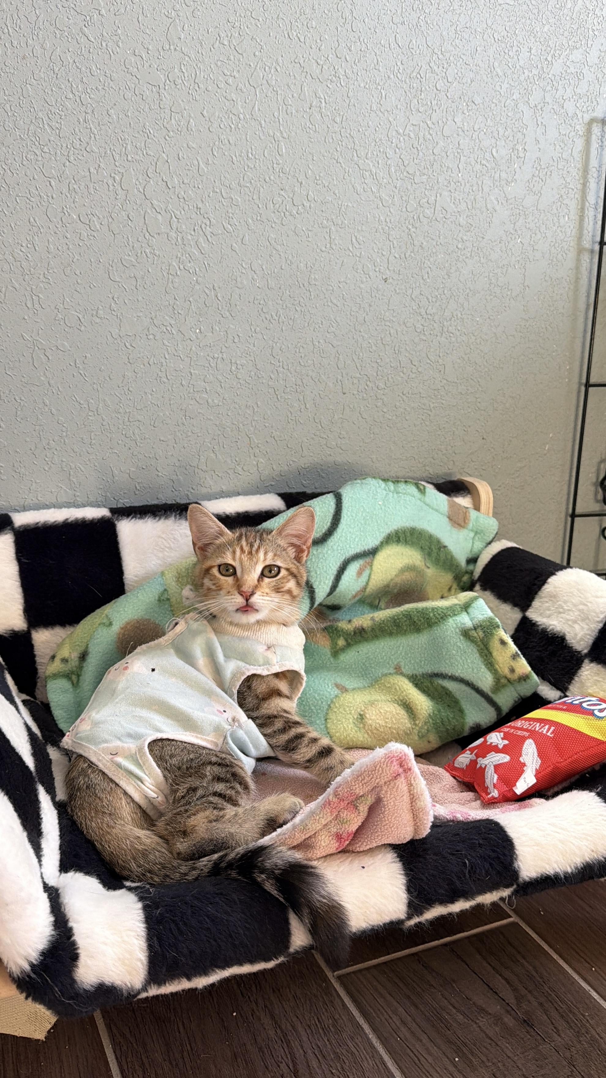 Enlarge Clove, a ADOPTABLE Domestic Short Hair in Chandler, AZ image 2/3