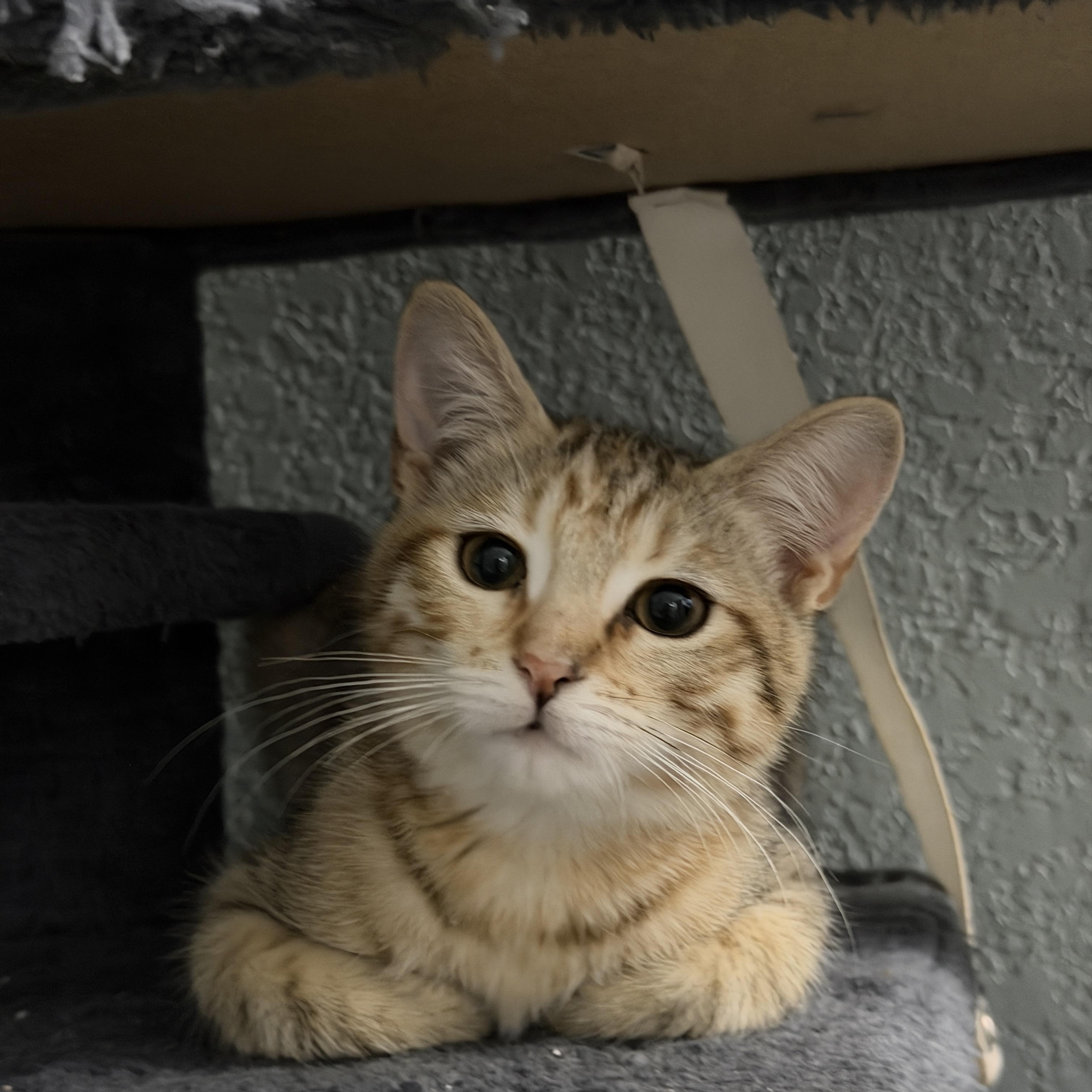 Enlarge Clove, a ADOPTABLE Domestic Short Hair in Chandler, AZ image 3/3