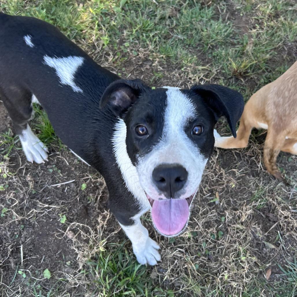 Larry, Adoptable, Young Male Mixed Breed.
