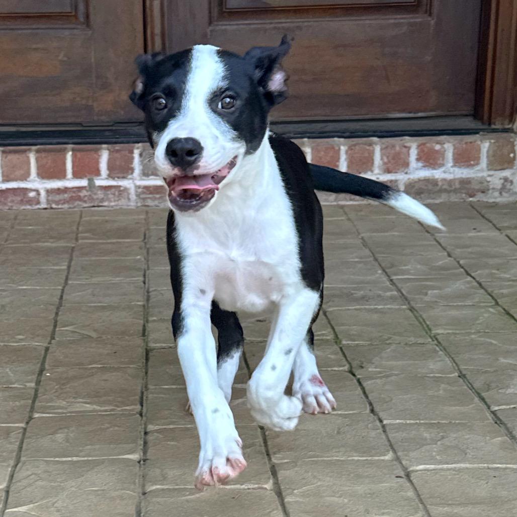 Enlarge Larry, a Adoptable mixed breed in Brownsboro, AL image 2/6