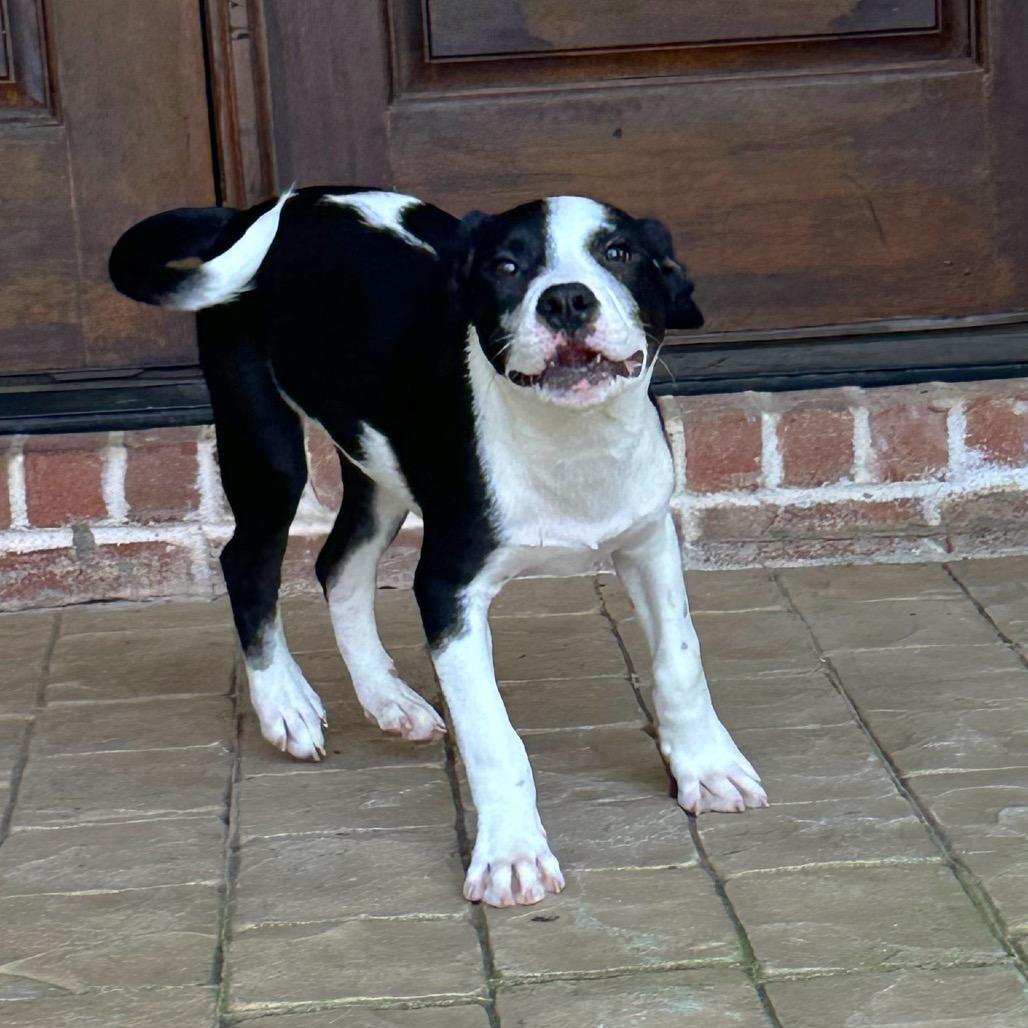 Enlarge Larry, a Adoptable mixed breed in Brownsboro, AL image 3/6