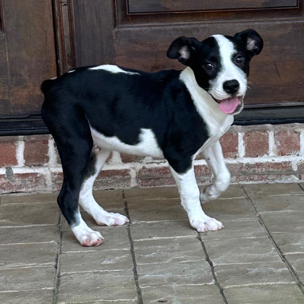 Enlarge Larry, a Adoptable mixed breed in Brownsboro, AL image 4/6