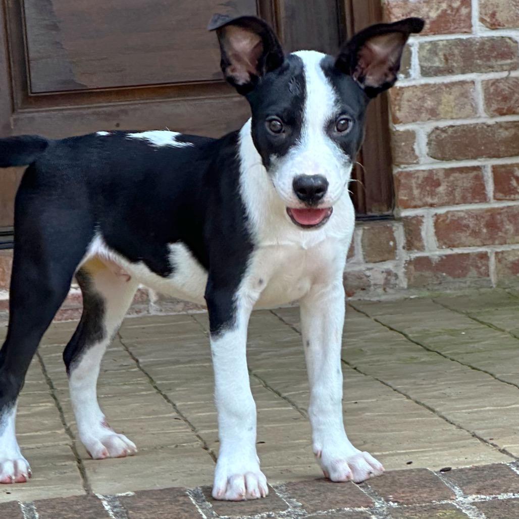 Enlarge Larry, a Adoptable mixed breed in Brownsboro, AL image 5/6