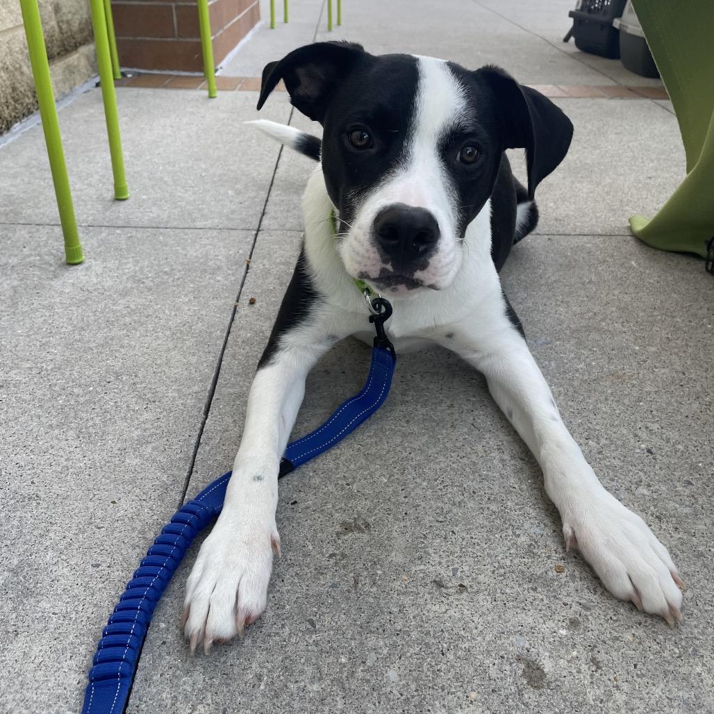 Larry, a Adoptable mixed breed in Brownsboro, AL image 5/6