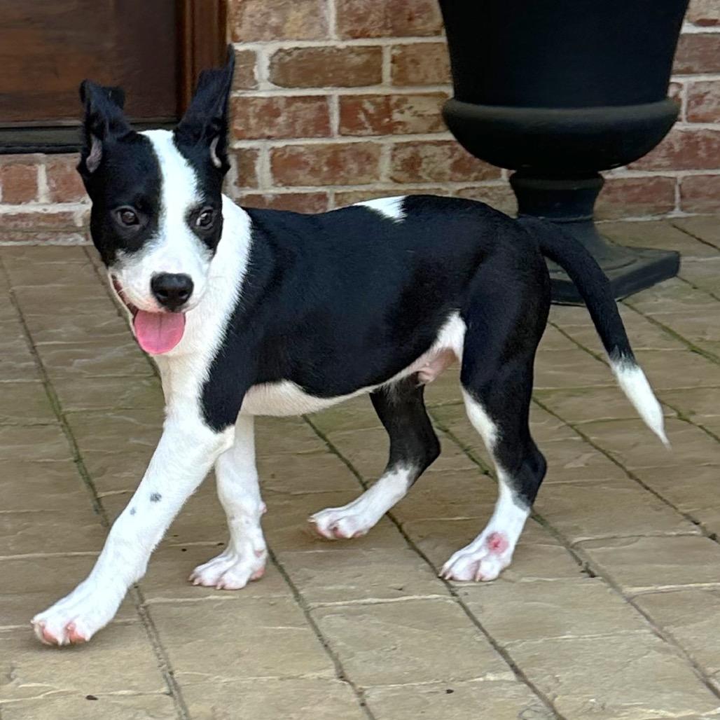 Enlarge Larry, a Adoptable mixed breed in Brownsboro, AL image 6/6
