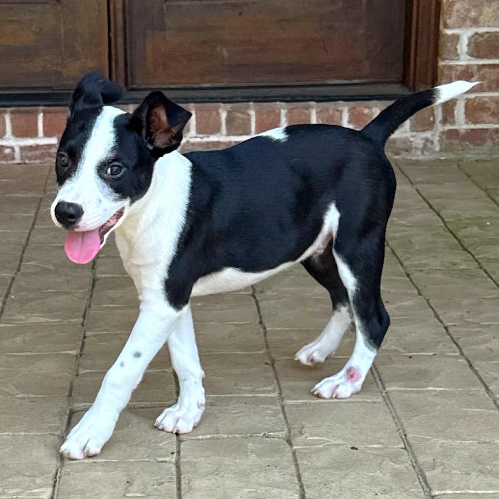 Larry, a Adoptable mixed breed in Brownsboro, AL image 5/6