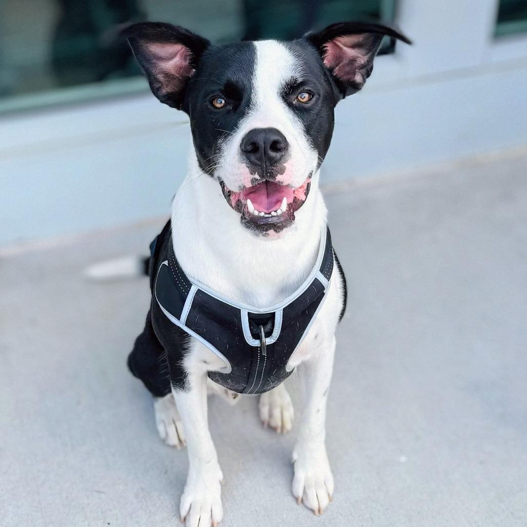 Larry, a Adoptable mixed breed in Brownsboro, AL image 6/6