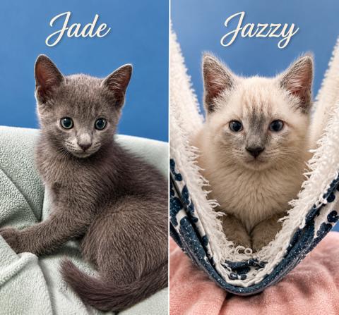 Jade and Jazzy (MUST be adopted together), a Adoptable mixed breed in Houston, TX image 1/6
