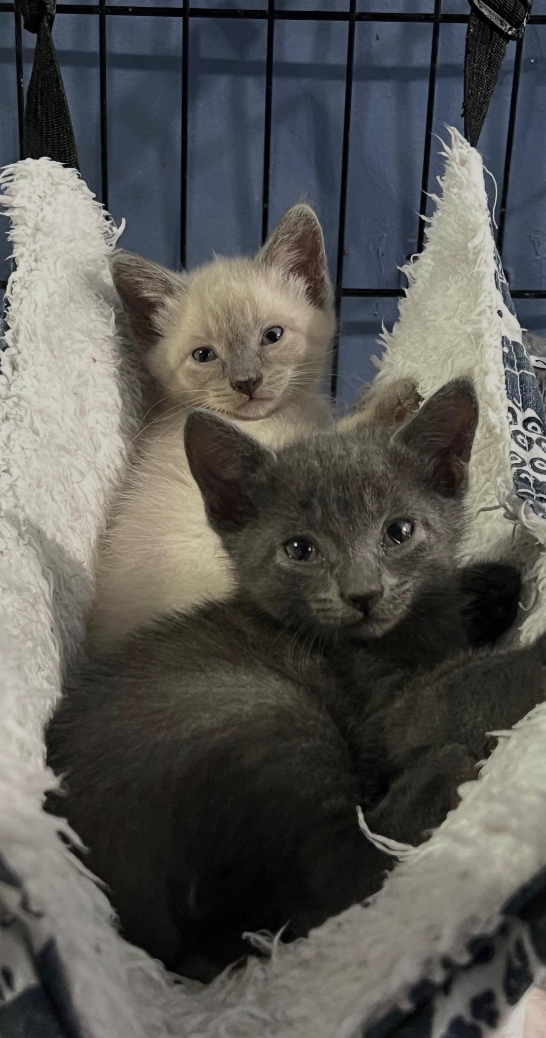Jade and Jazzy (MUST be adopted together), a Adoptable mixed breed in Houston, TX image 6/6