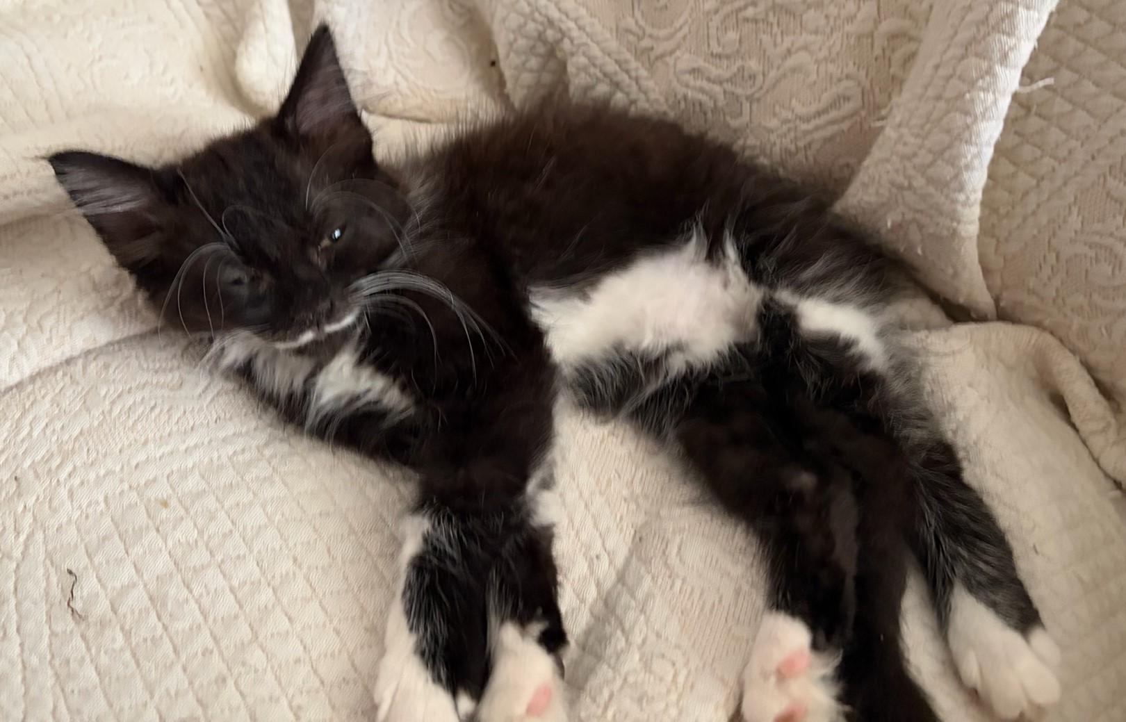 Josie, an adoptable Tuxedo in Beckley, WV image 1/2