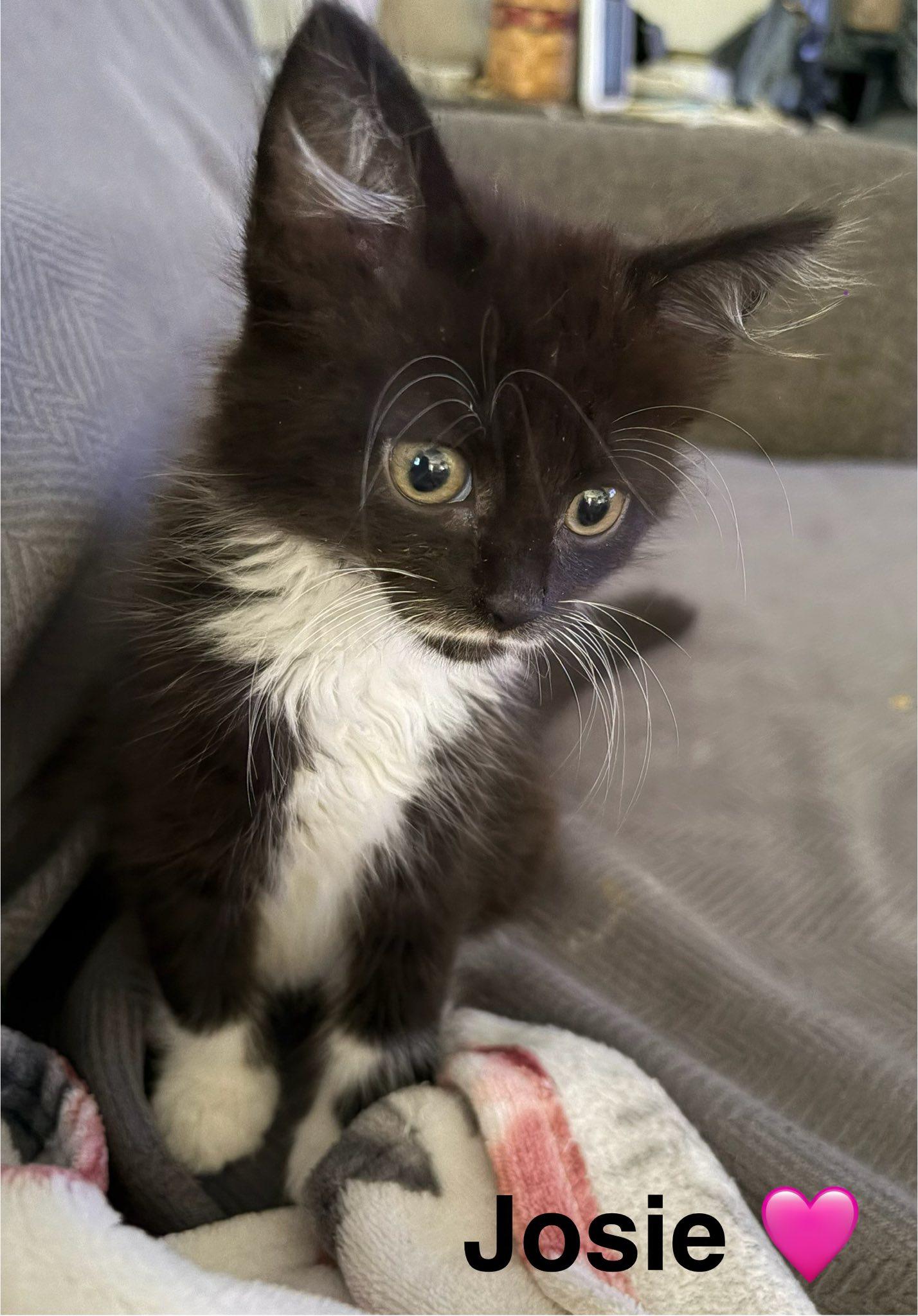 Josie, an adoptable Tuxedo in Beckley, WV image 2/2