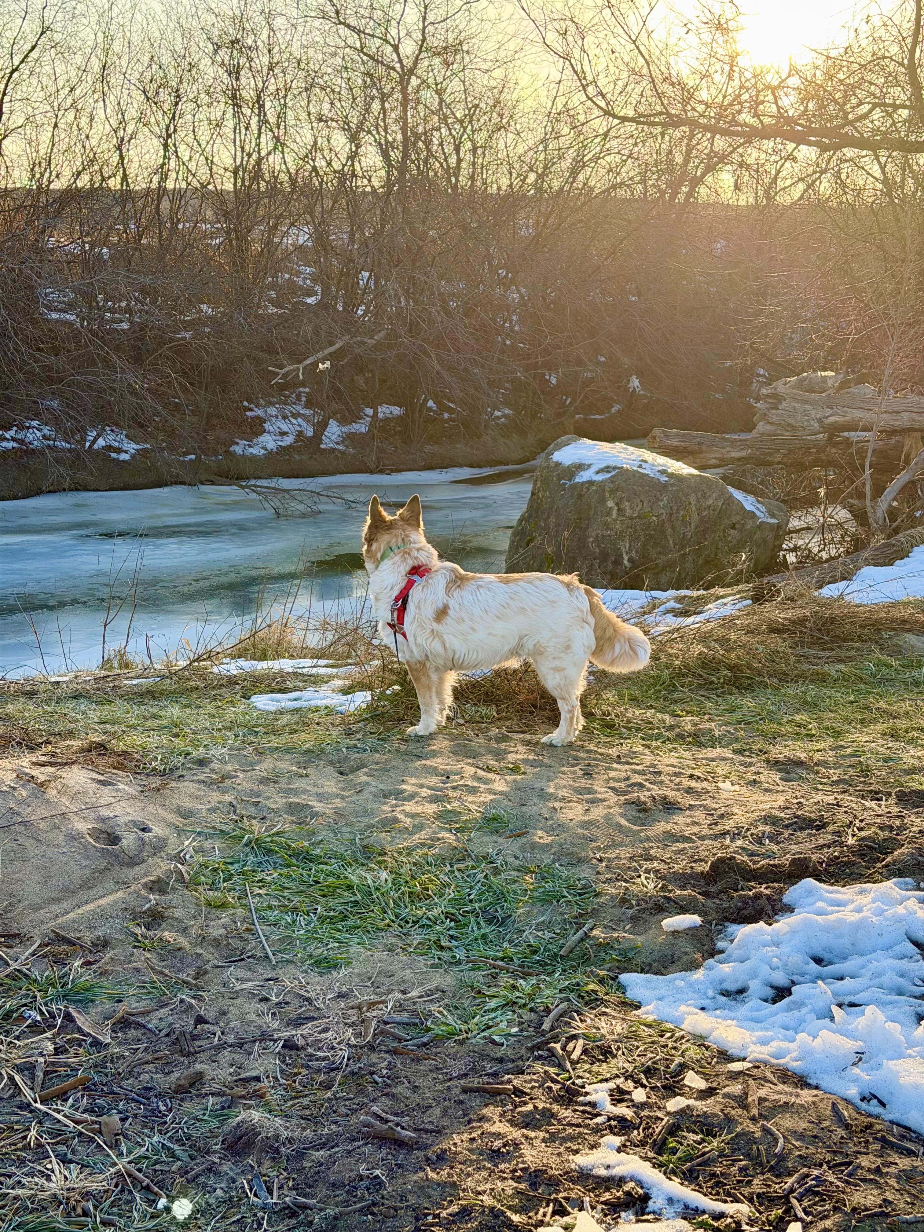 Enlarge Salsa, a ADOPTABLE mixed breed in Woodstock, IL image 4/6