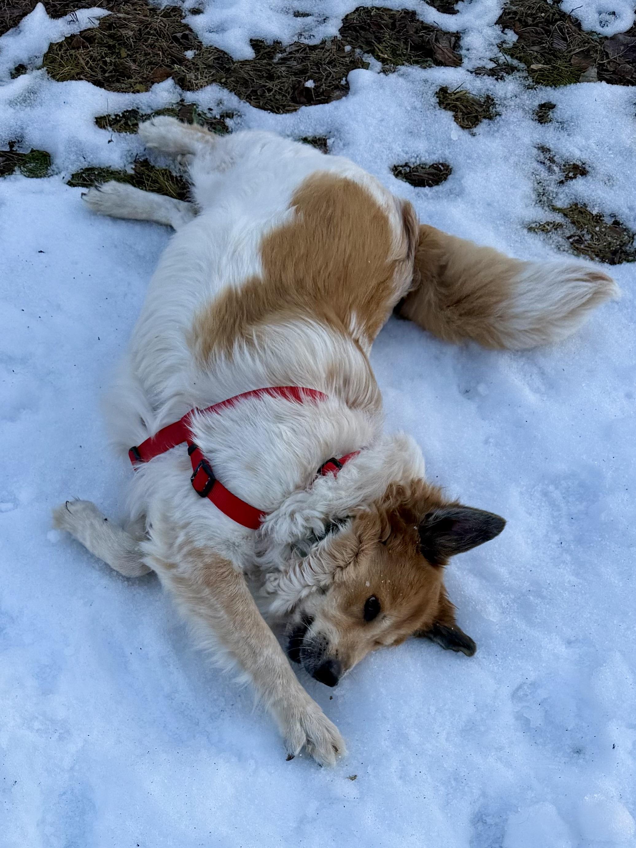 Enlarge Salsa, a ADOPTABLE mixed breed in Woodstock, IL image 6/6