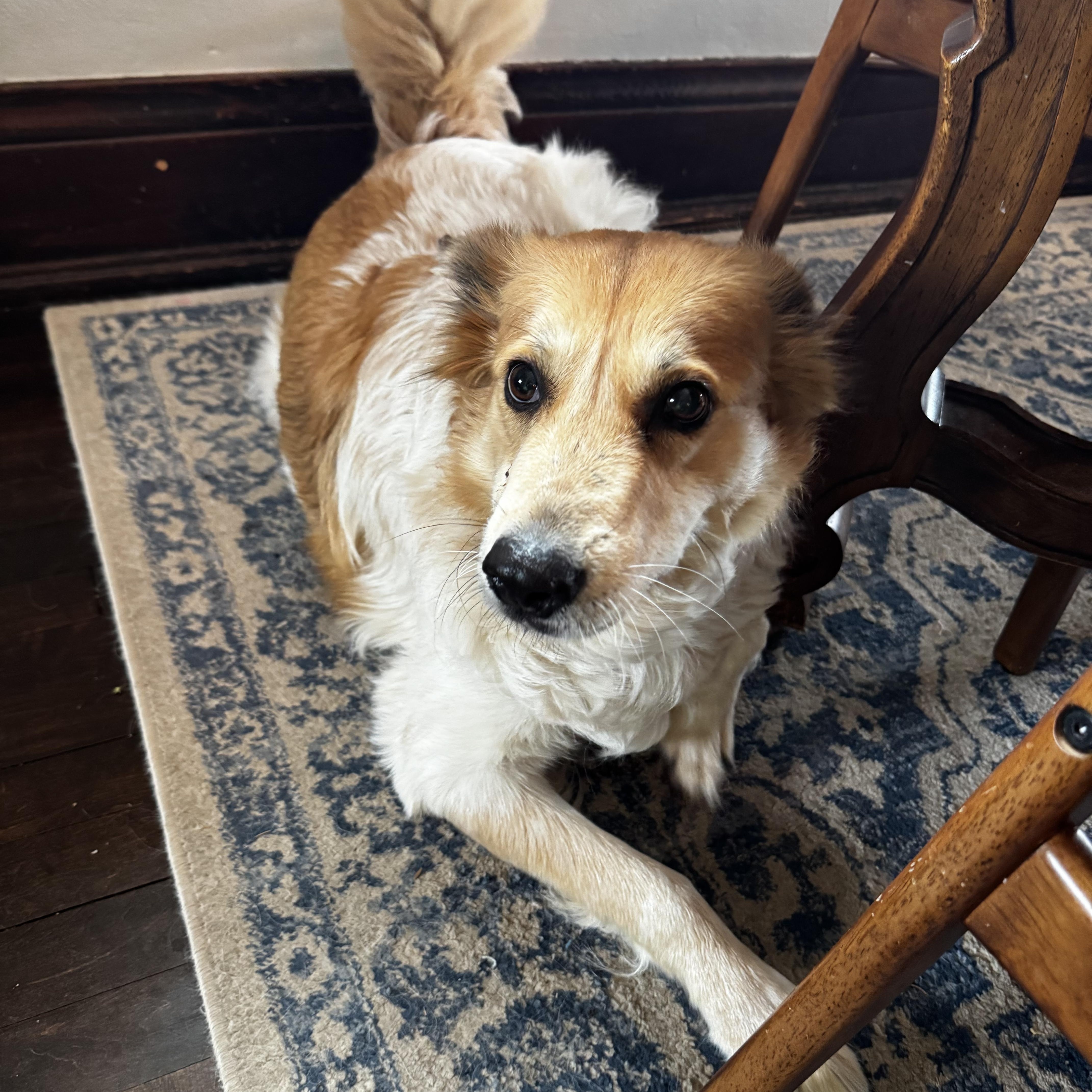 Salsa, ADOPTABLE, Adult Female Golden Retriever & Australian Cattle Dog / Blue Heeler.