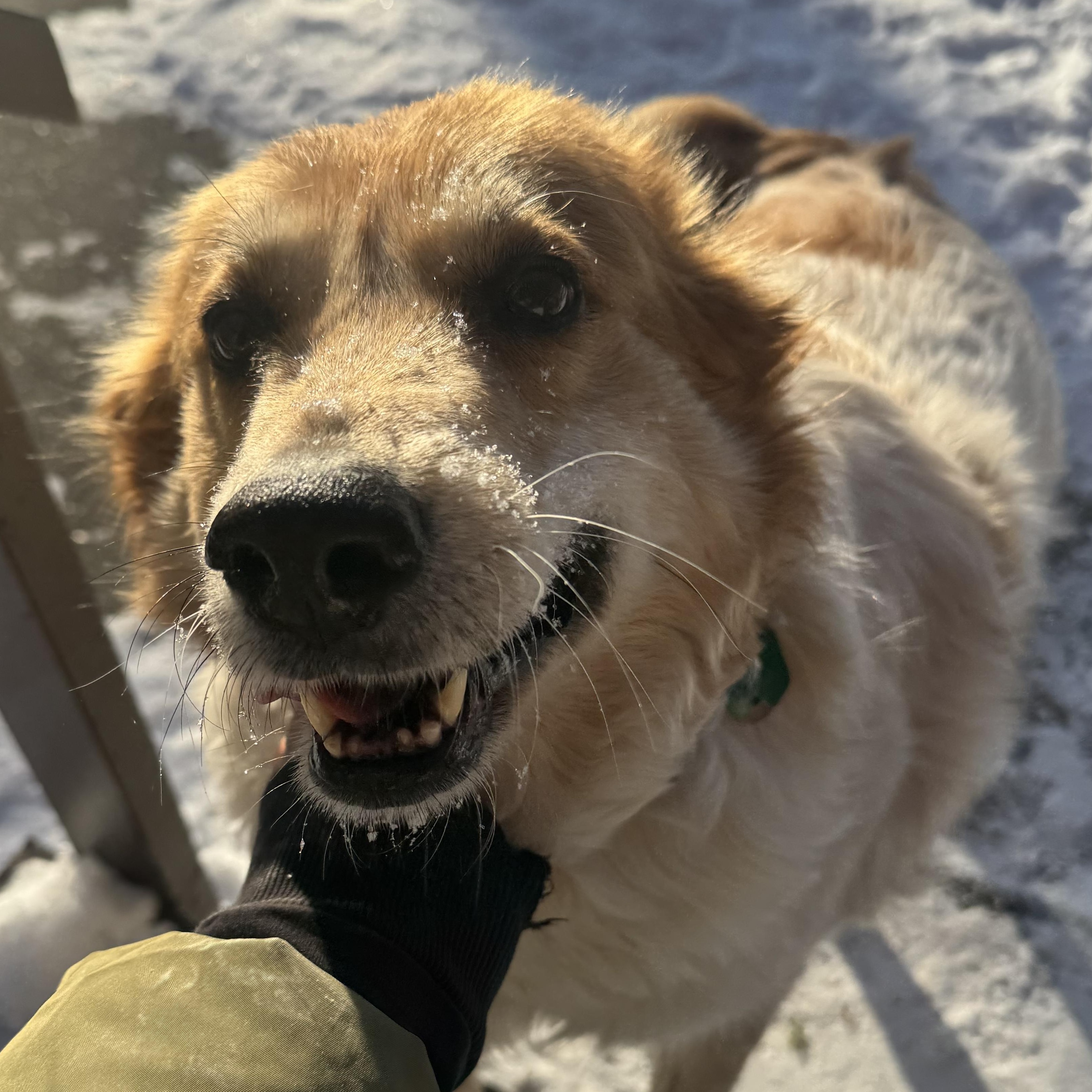 Enlarge Salsa, a ADOPTABLE mixed breed in Woodstock, IL image 2/6