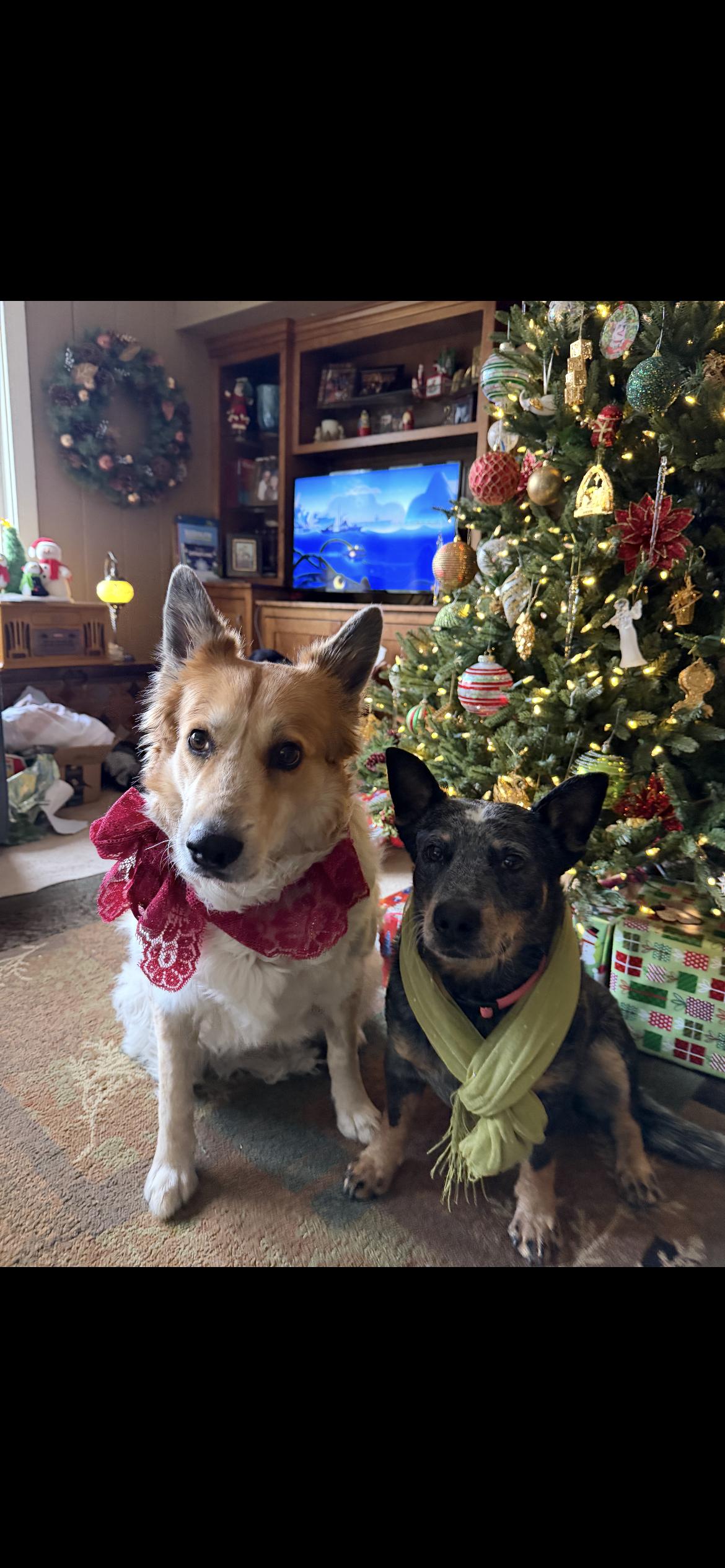 Enlarge Salsa, a ADOPTABLE mixed breed in Woodstock, IL image 3/6