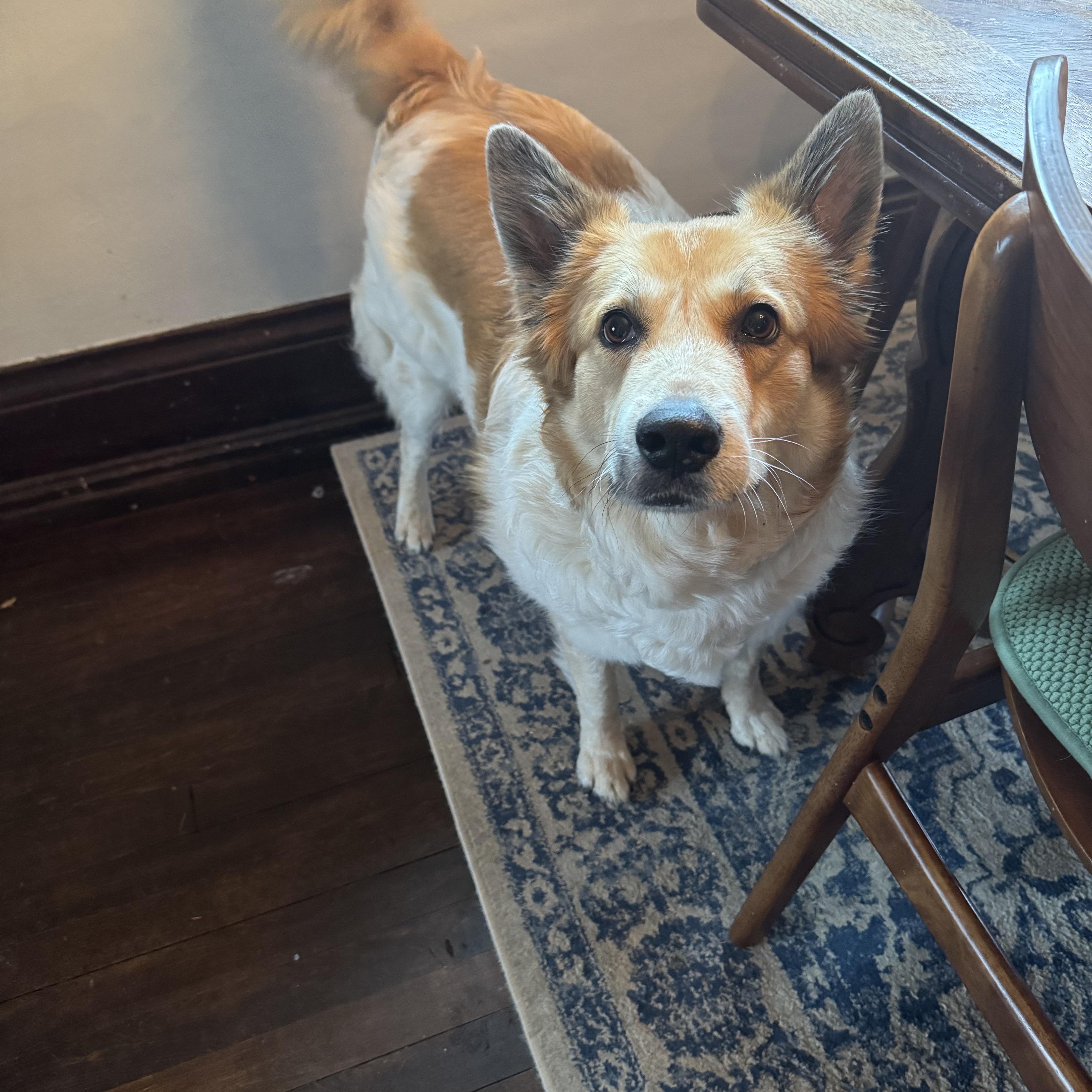 Enlarge Salsa, a ADOPTABLE mixed breed in Woodstock, IL image 5/6