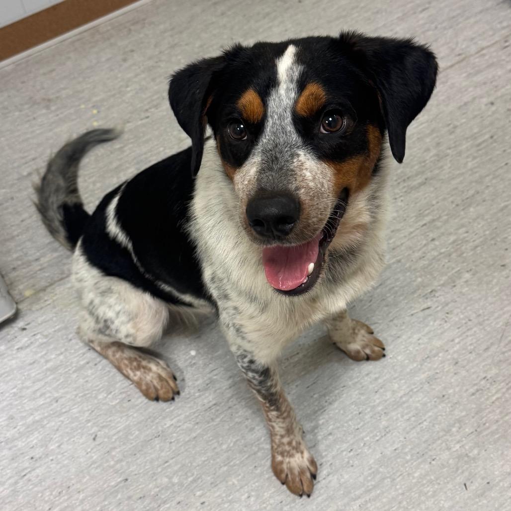 Oscar, Adoptable, Young Male Australian Cattle Dog / Blue Heeler & Mixed Breed.